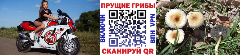 Псилоцибиновые грибы Psilocybe kraken ТОР Долгопрудный